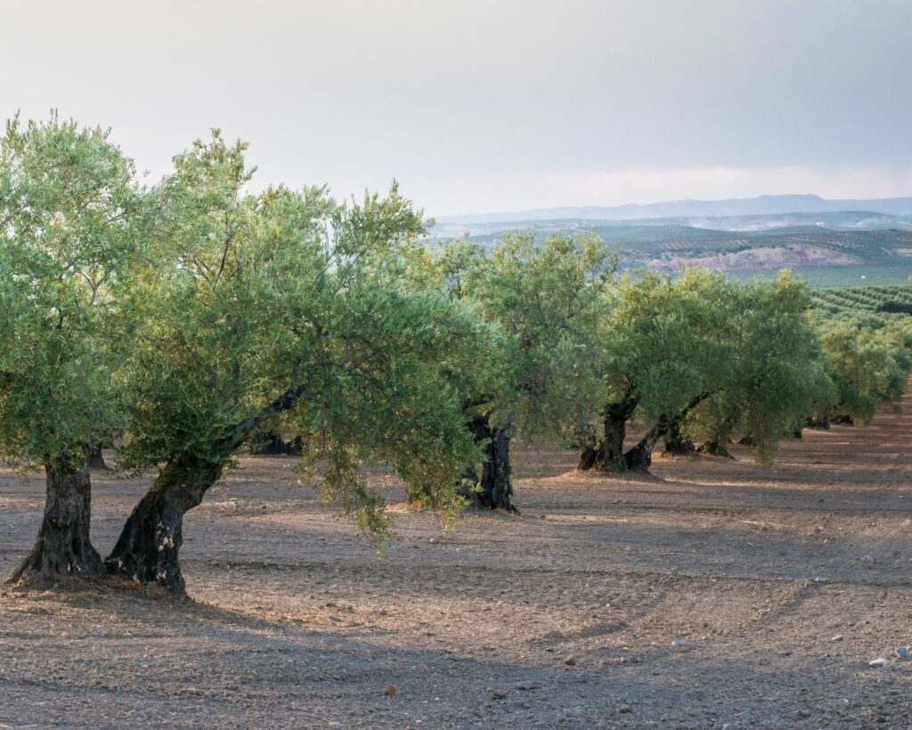 gestion de l'eau arboriculture var