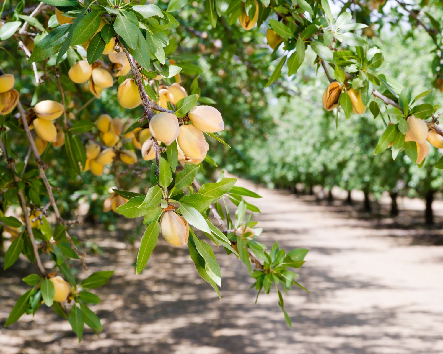 consommez de l'eau pour l'arboriculture
