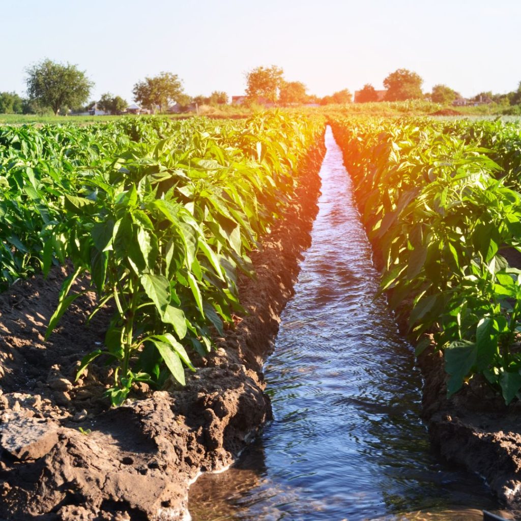 L’arrivée des beaux jours : un enjeu clé pour la gestion de l’eau en agriculture