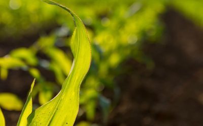 L’arrivée des beaux jours : un défi pour la gestion de l’eau agricole